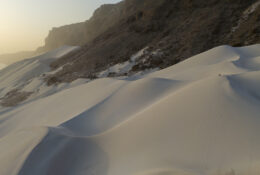 Socotra_2025 (28/76)